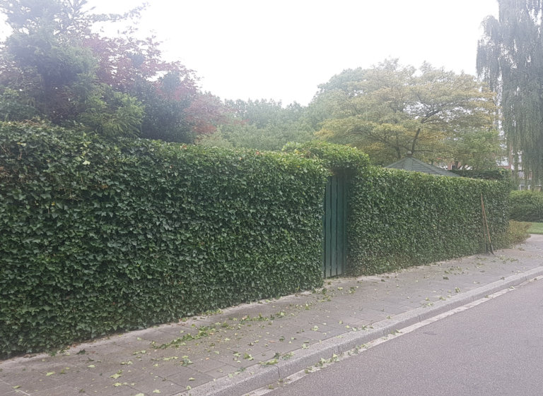 Hedera