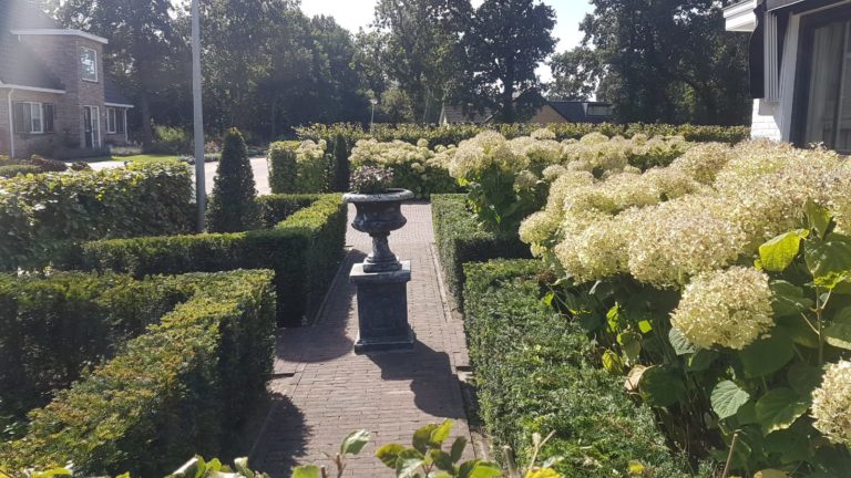 Snoeien haag